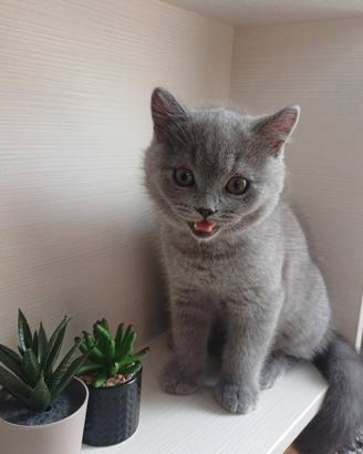 British shorhair gattini