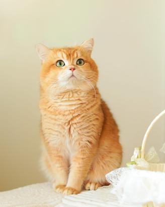 Scottish fold straight maschio stallone pedigree