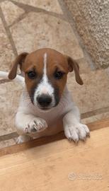 Cucciolo Jack Russell Terrier