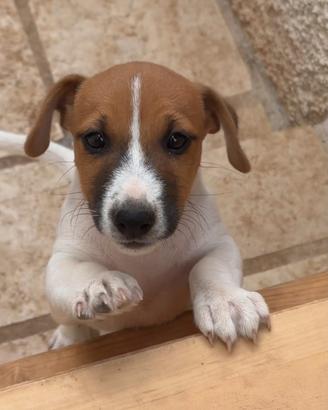 Cucciolo Jack Russell Terrier