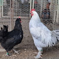 Marans lavanda