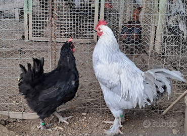 Marans lavanda