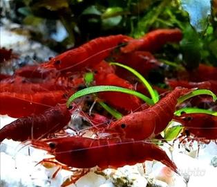 La Neocaridina davidi "Bloody Mary