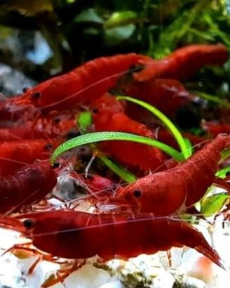 La Neocaridina davidi "Bloody Mary