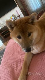 Shiba inu cucciolo