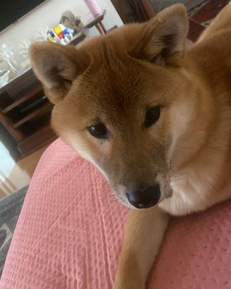 Shiba inu cucciolo