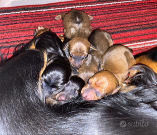 Cuccioli bassotto