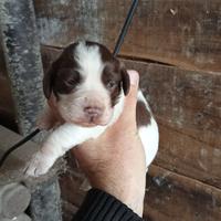Working cocker spaniel tartufo