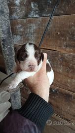 Working cocker spaniel tartufo