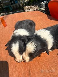 Cuccioli Border collie