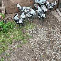 Galline ornamentali