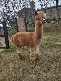 ALPACA HUACAYA Maschio