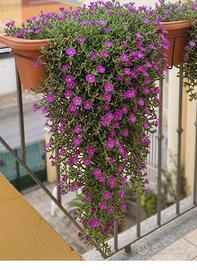 Piante di tulbaghia e barbe di giove con vaso