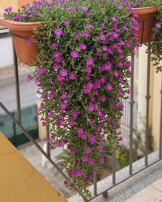 Piante di tulbaghia e barbe di giove con vaso