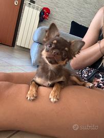 Femminuccia chihuahua