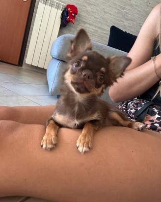 Femminuccia chihuahua