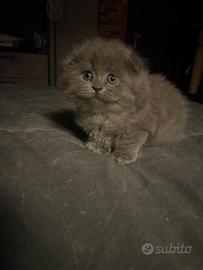 Scottish fold cucciolo
