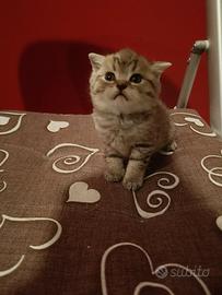 Cuccioli scottish