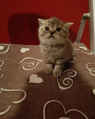 Cuccioli scottish