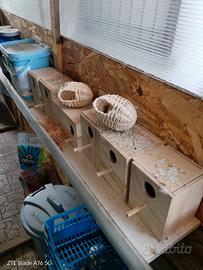 Nidi cocorite e altro