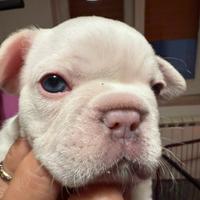 Cuccioli di bulldog Francese