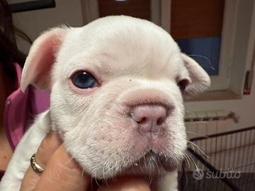 Cuccioli di bulldog Francese