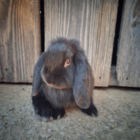 Coniglietti nani domestici