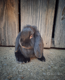 Coniglietti nani domestici