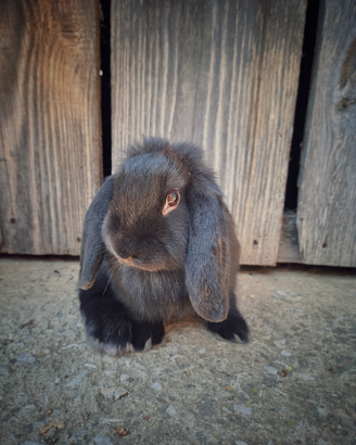 Coniglietti nani domestici