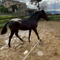 Puledro Frisone per Appaluso