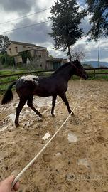 Puledro Frisone per Appaluso