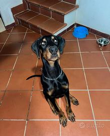 Doberman X monta