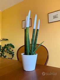 Sansevieria altezza 24 in vaso  di ceramica da 10.