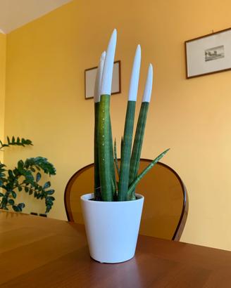 Sansevieria altezza 24 in vaso  di ceramica da 10.