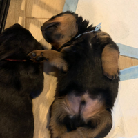 Cuccioli maschi di rottweiler