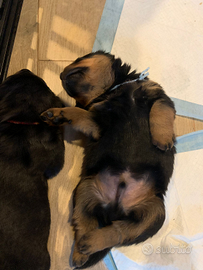 Cuccioli maschi di rottweiler