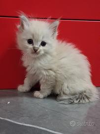 cucciola ragdoll