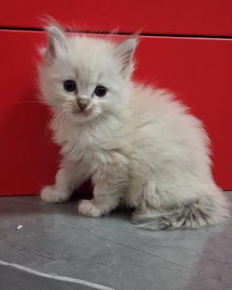 cucciola ragdoll