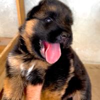 Cucciolo Pastore Tedesco