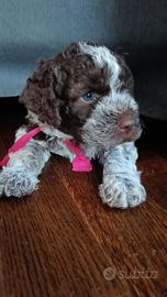 Lagotto Romagnolo cucciola