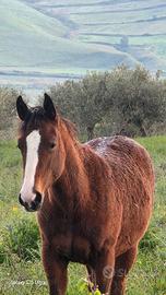 Quarter x appaloosa