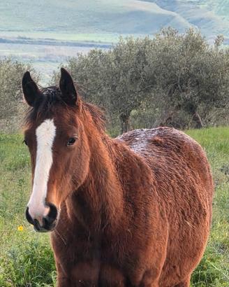 Quarter x appaloosa