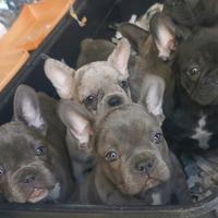 Cuccioli di bulldog francese