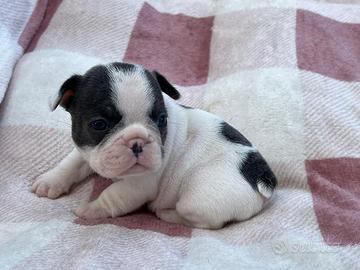 Cuccioli Bulldog francesi esotico