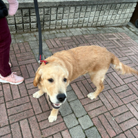 Cucciolo di golden retriever