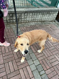 Cucciolo di golden retriever
