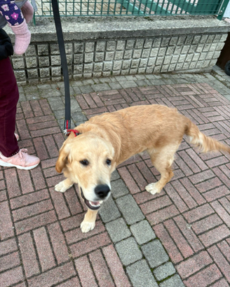 Cucciolo di golden retriever