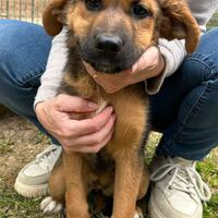 Cucciola mix pastore tedesco