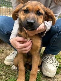 Cucciola mix pastore tedesco