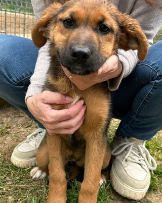 Cucciola mix pastore tedesco